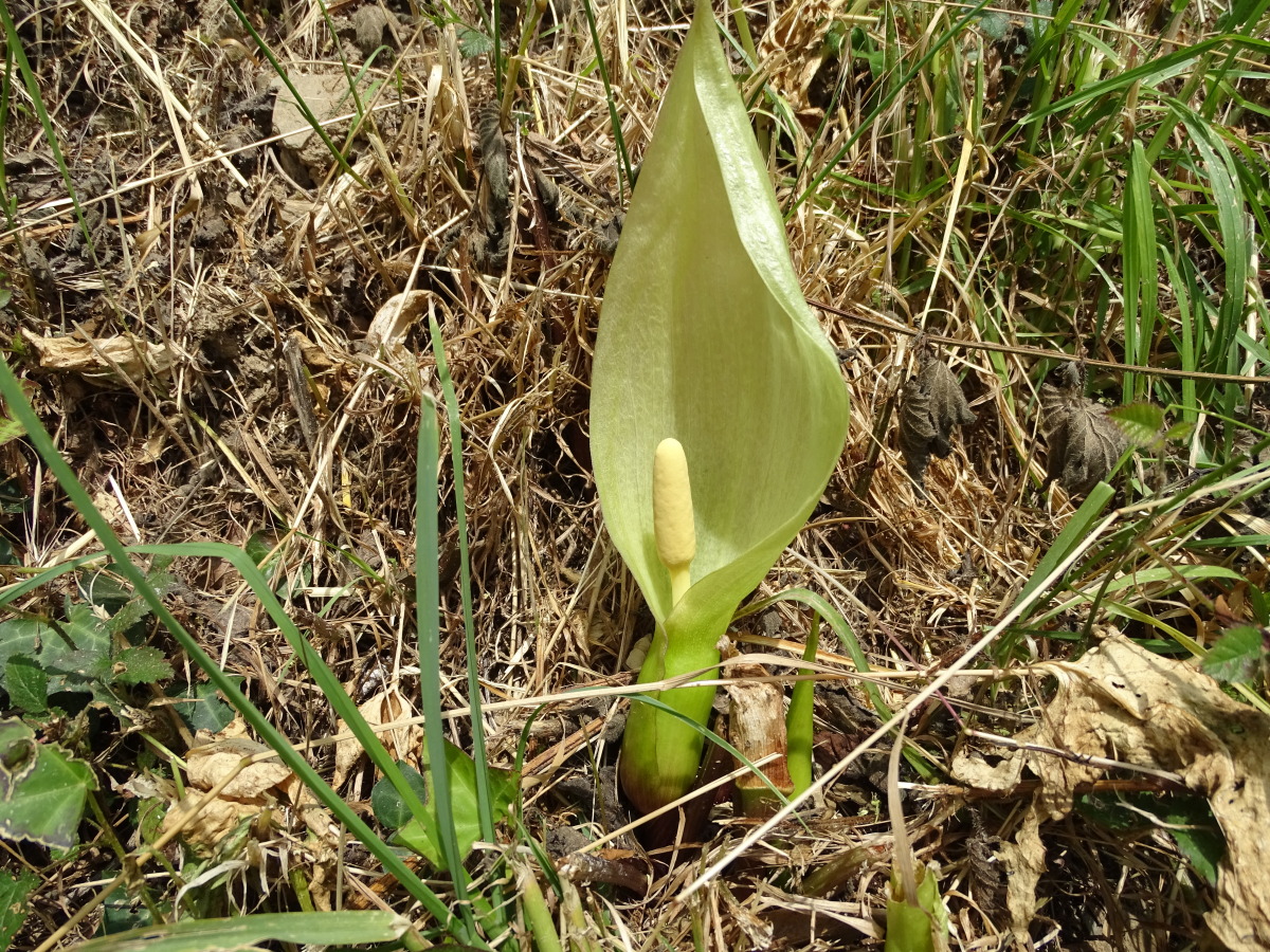 Diapositive Arum macule, Gouet (Arum maculatum).jpeg 