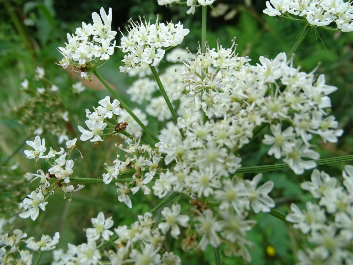 Diapositive Berce sphondyle, Berce commune, Grande berce (Heracleum sphondylium) (2).jpeg 