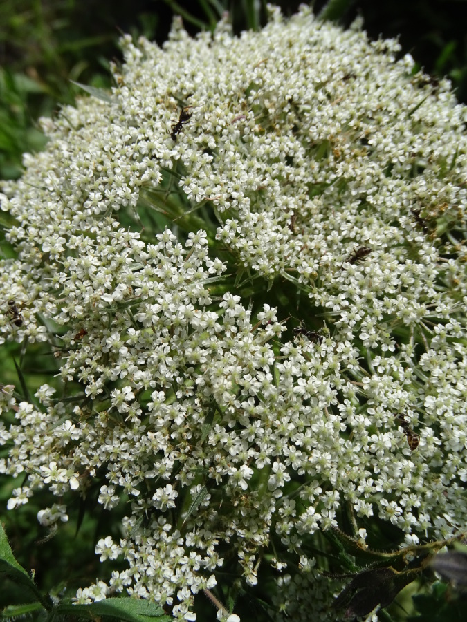 Diapositive Boucage saxifrage (Pimpinella saxifraga).jpeg 