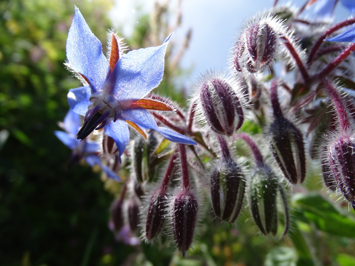 Diapositive Bourrache officinale (Borago officinalis) (2).jpeg 