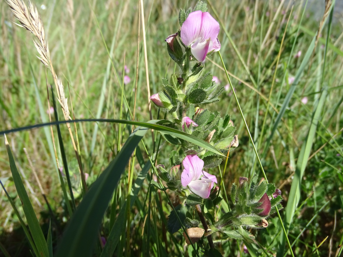 Diapositive Bugrane épineuse (Ononis spinosa).jpeg 