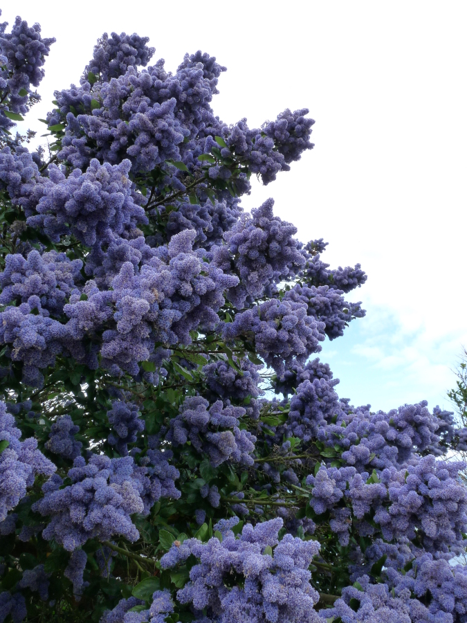 Diapositive Céanothe, lilas de Californie(Ceanothus).jpeg 