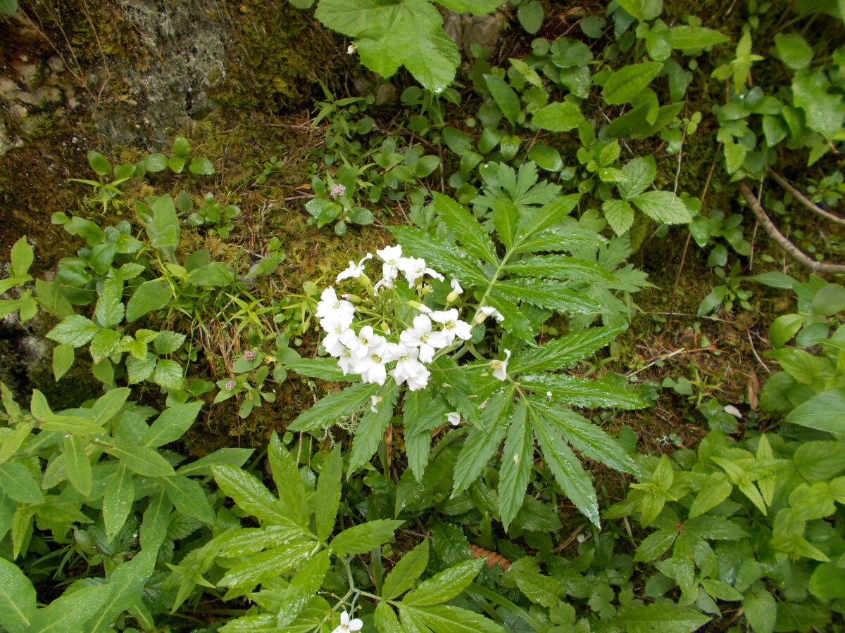 Diapositive Cardamine à sept folioles (Cardamine heptaphylla).jpeg 