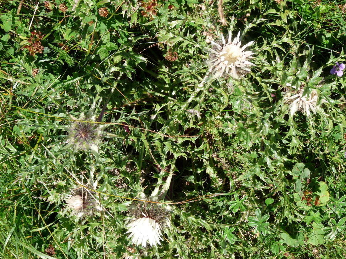 Diapositive Carline acaule (Carlina Acaulis) (3).jpeg 