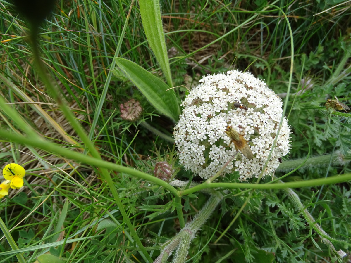 Diapositive Carotte commune (Daucus carota) (1).jpeg 