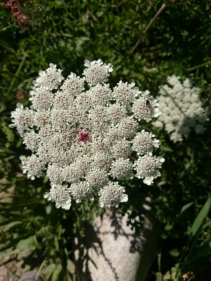 Diapositive Carotte sauvage (Daucus carota L).jpeg 