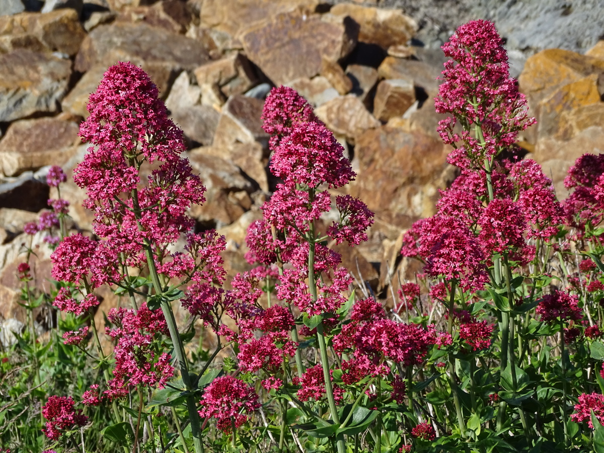 Diapositive Centranthe rouge, valériane des jardins(Centranthus ruber) (2).jpeg 