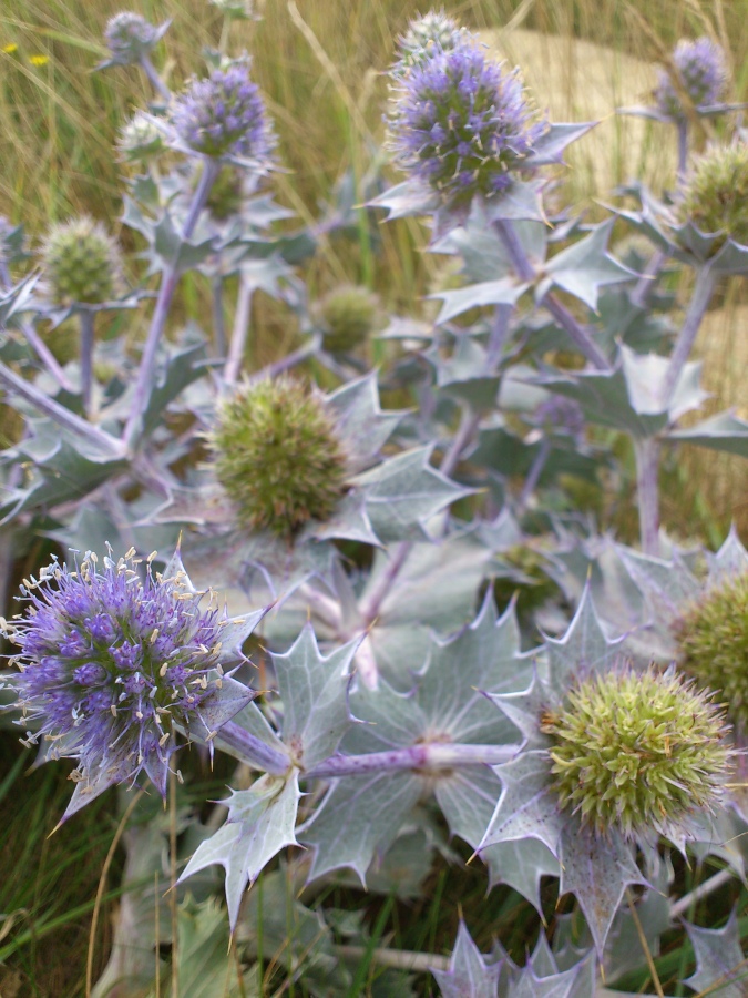 Diapositive Chardon bleu des dunes - Eryngium maritimum.jpeg 