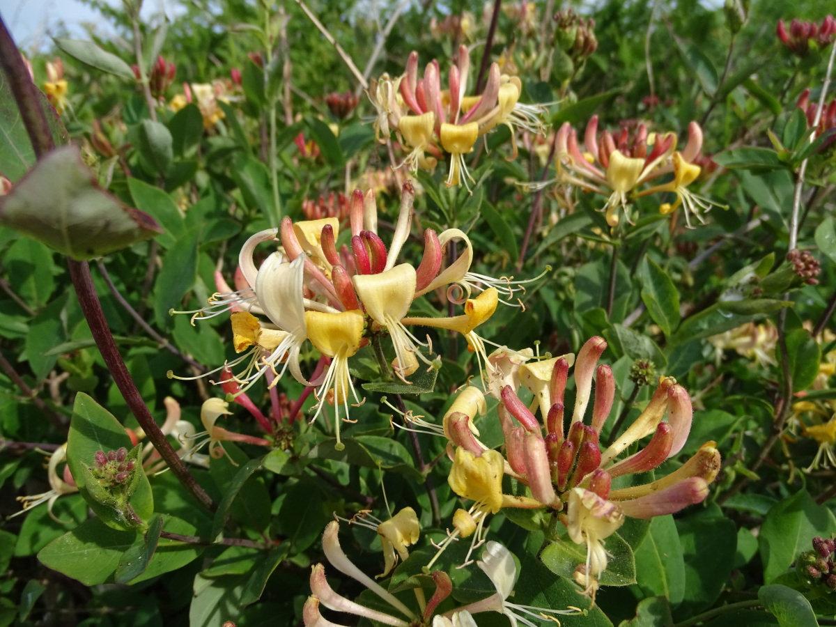 Diapositive Chevrefeuille  (Lonicera) (3).jpeg 