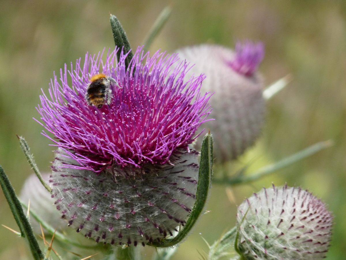 Diapositive Cirse laineux (Cirsium eriophorum) (2).jpeg 