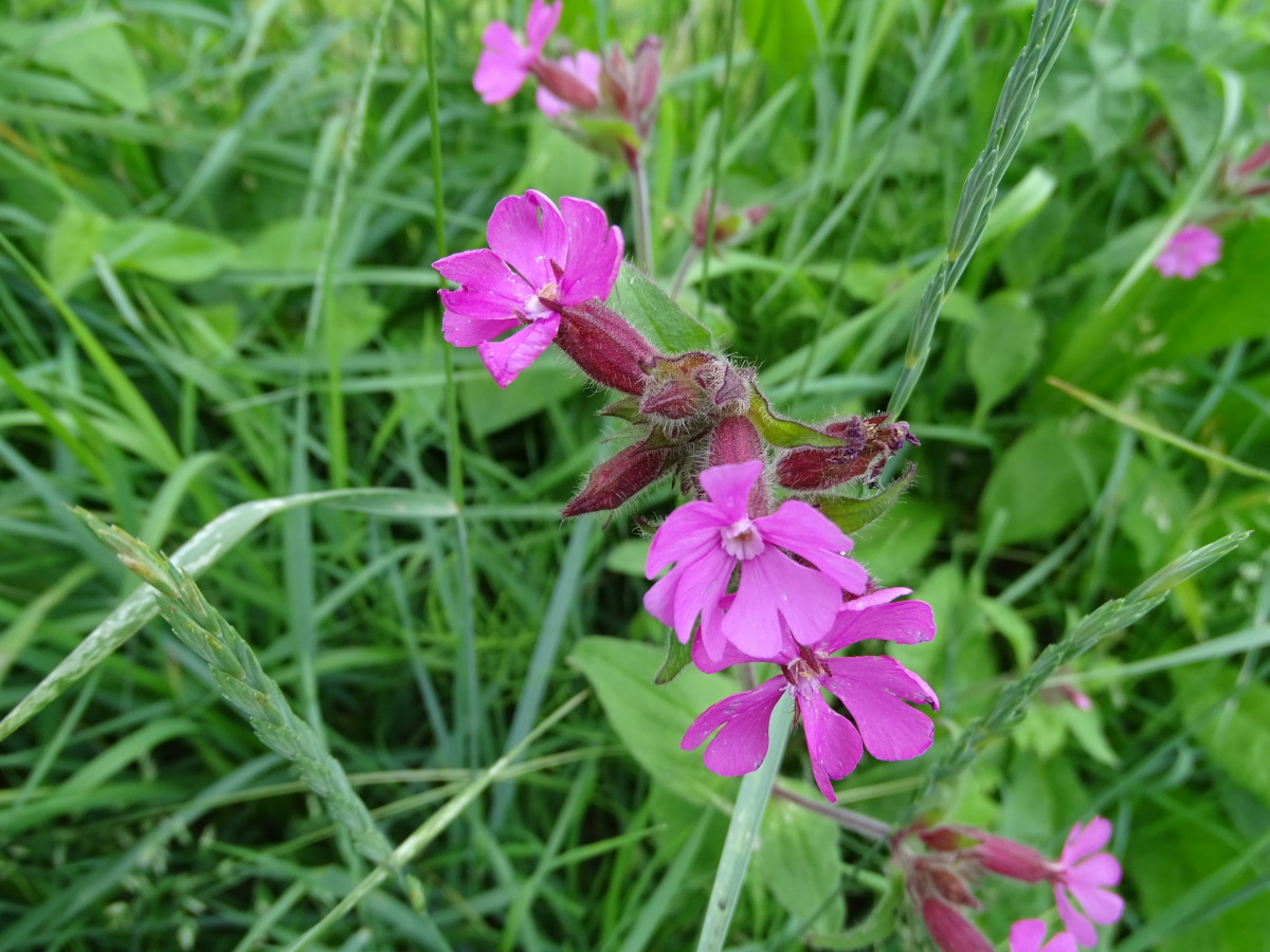 Diapositive Compagnon rouge (Silene dioica) (1).jpeg 