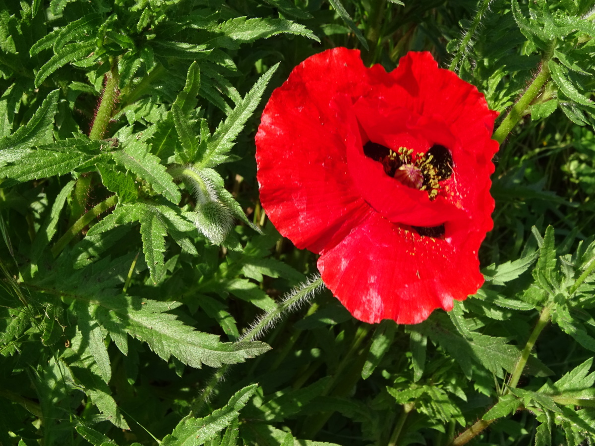 Diapositive Coquelicot (Papaver rhoeas).jpeg 