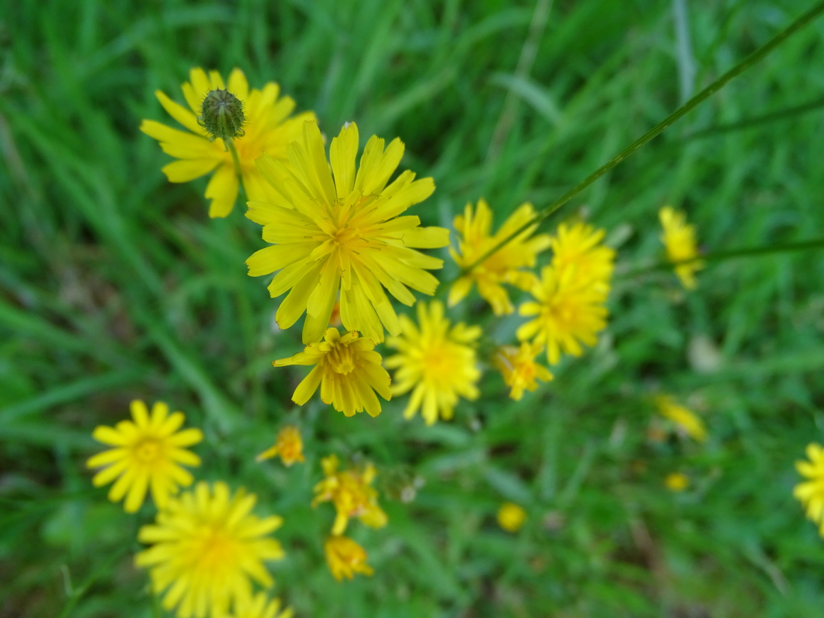 Diapositive Crépide bisannuelle (Crepis biennis) (3).jpeg 