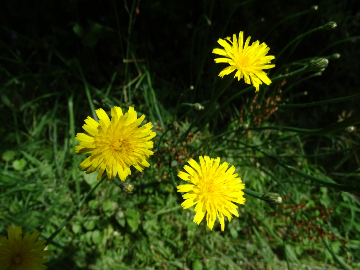 Diapositive Crepide capillaire (Crepis capilaris) (2).jpeg 