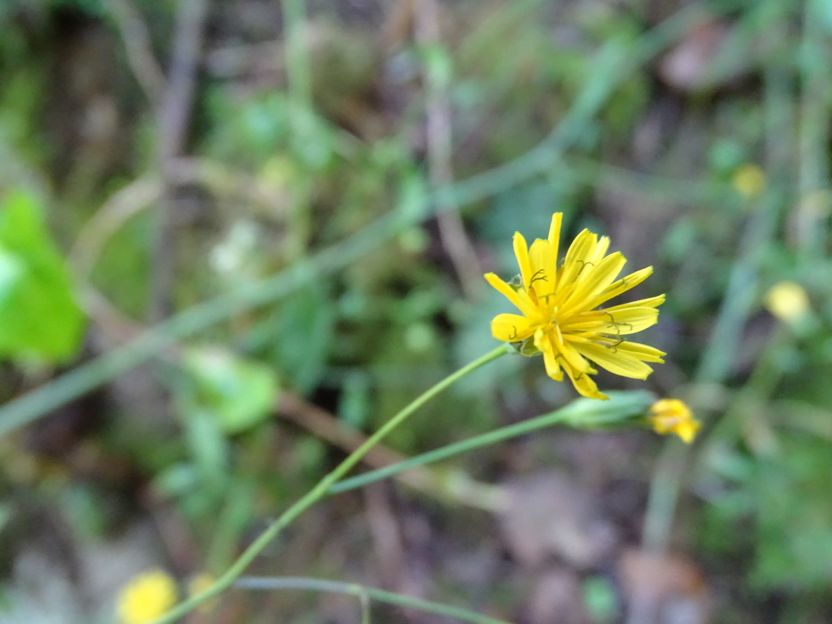 Diapositive Crepide jolie, Crepide elegante (Crepis pulchra L.) (2).jpeg 