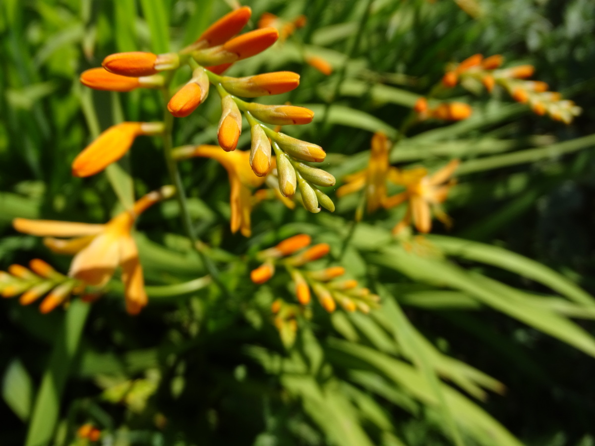 Diapositive Crocosmia.jpeg 