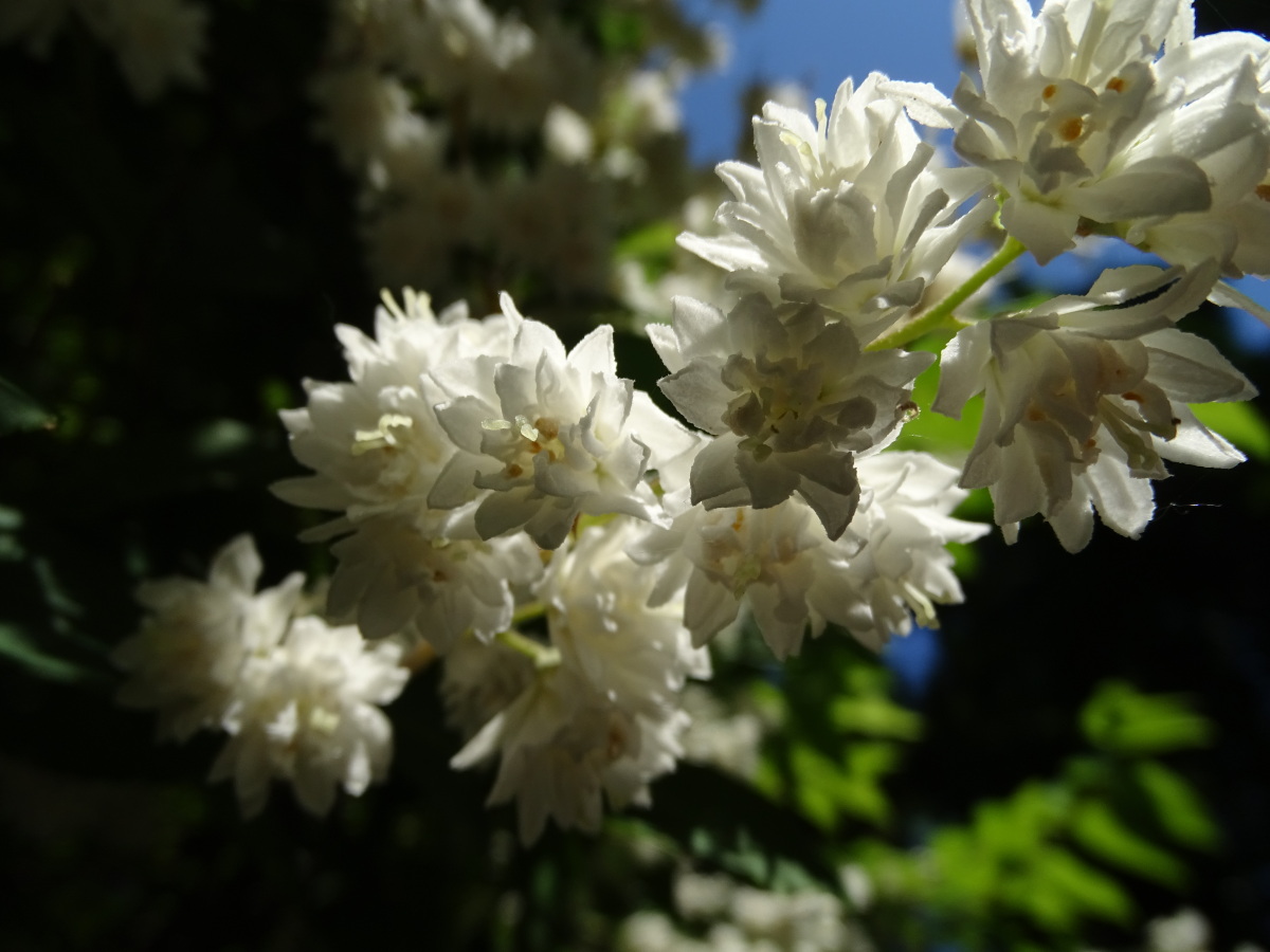 Diapositive Deutzia.jpeg 