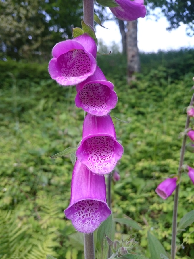 Diapositive Digitale pourpre  (Digitalis purpurea) (1).jpeg 