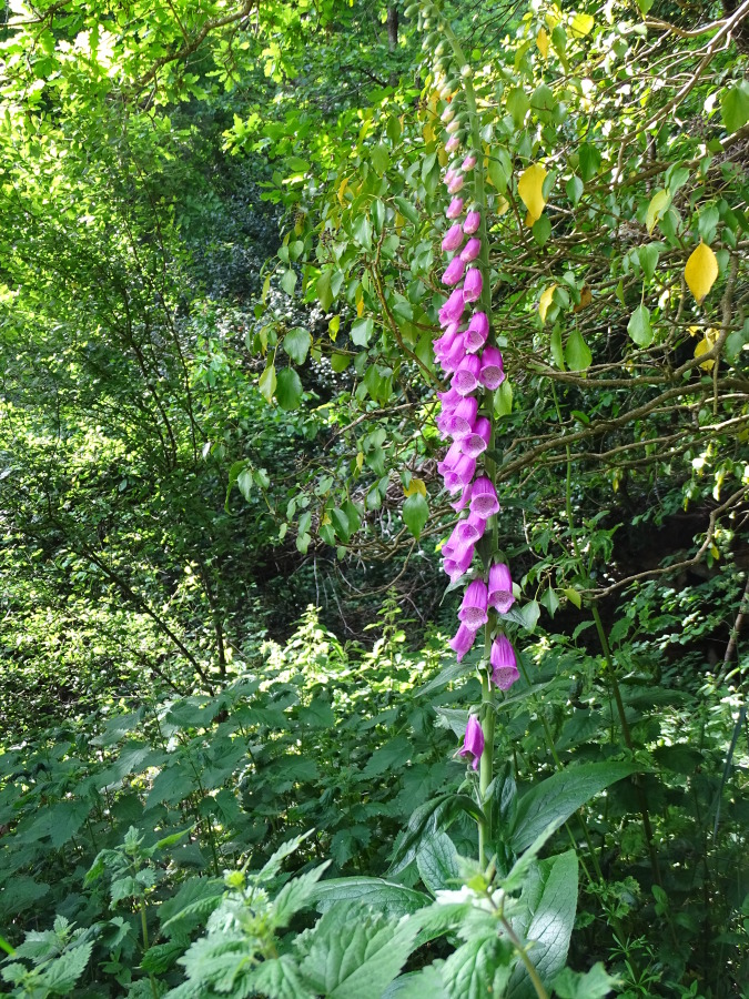 Diapositive Digitale pourpre  (Digitalis purpurea) (2).jpeg 