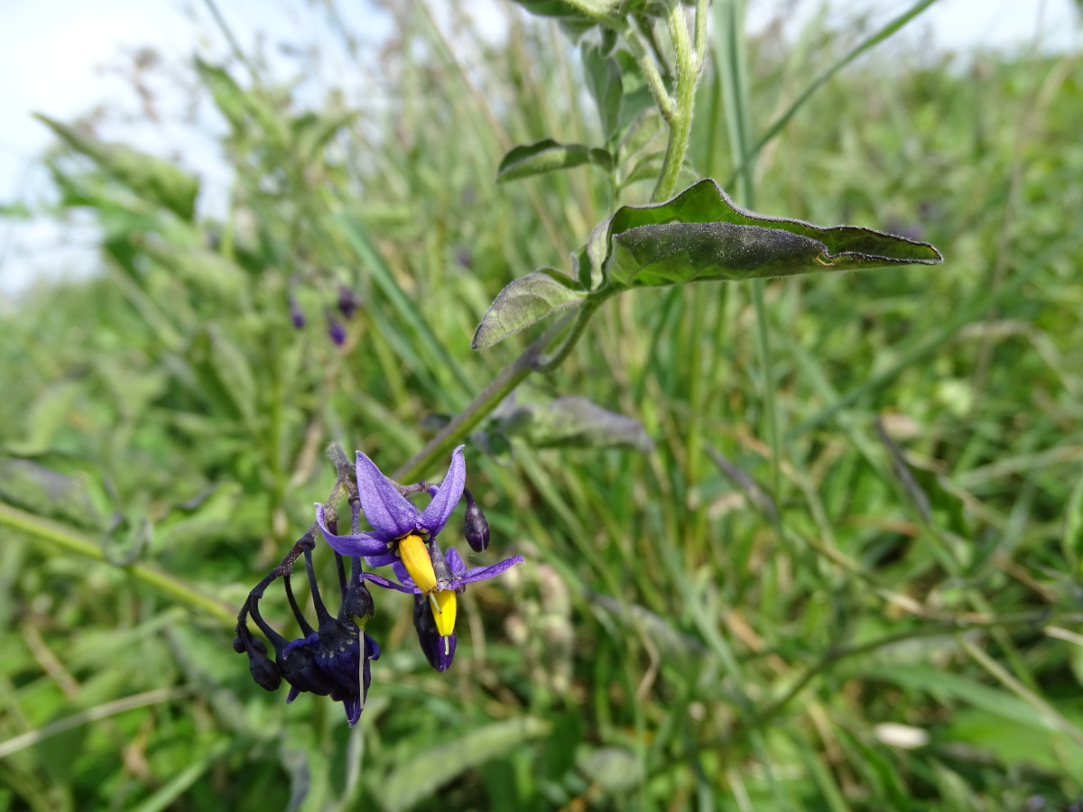 Diapositive Douce-amère (Solanum dulcamara) (1).jpeg 