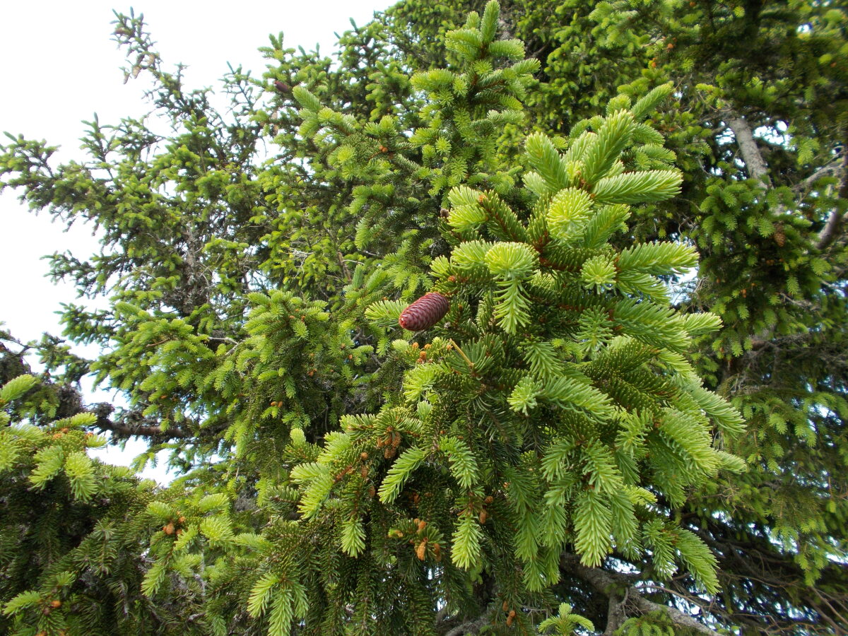 Diapositive Epicéa (Picea).jpeg 