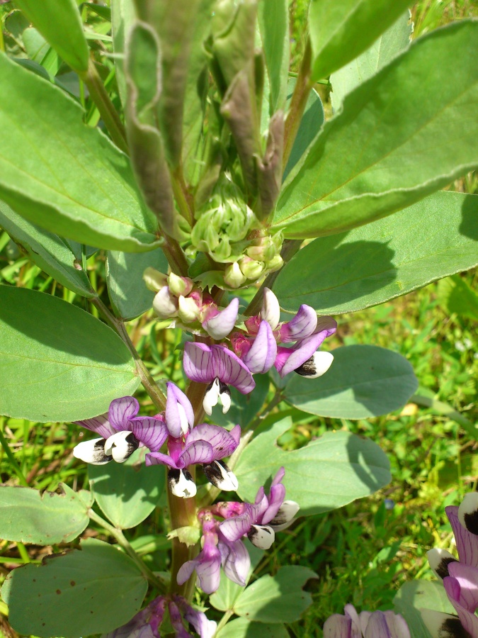 Diapositive Fleurs de fèves (2).jpeg 