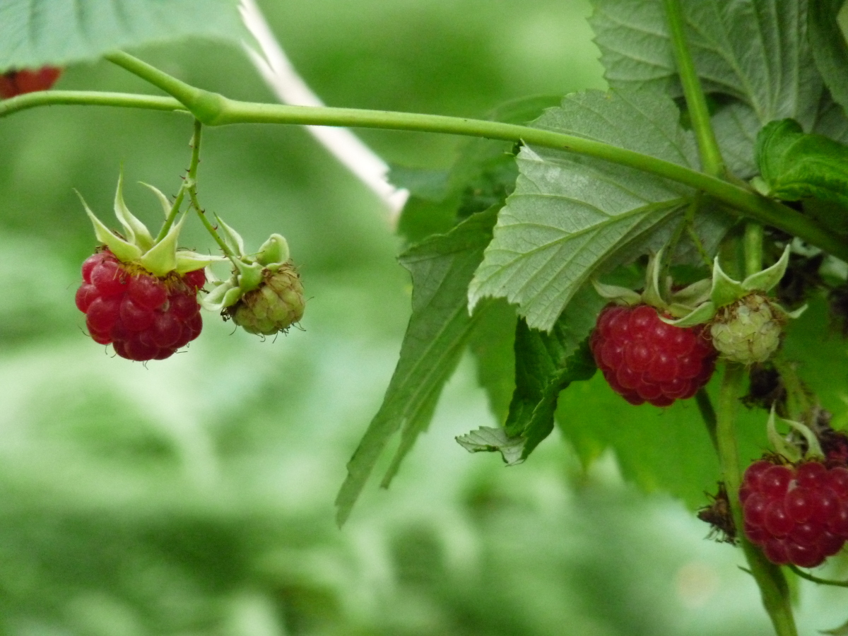 Diapositive Framboisier (Rubus idaeus).jpeg 