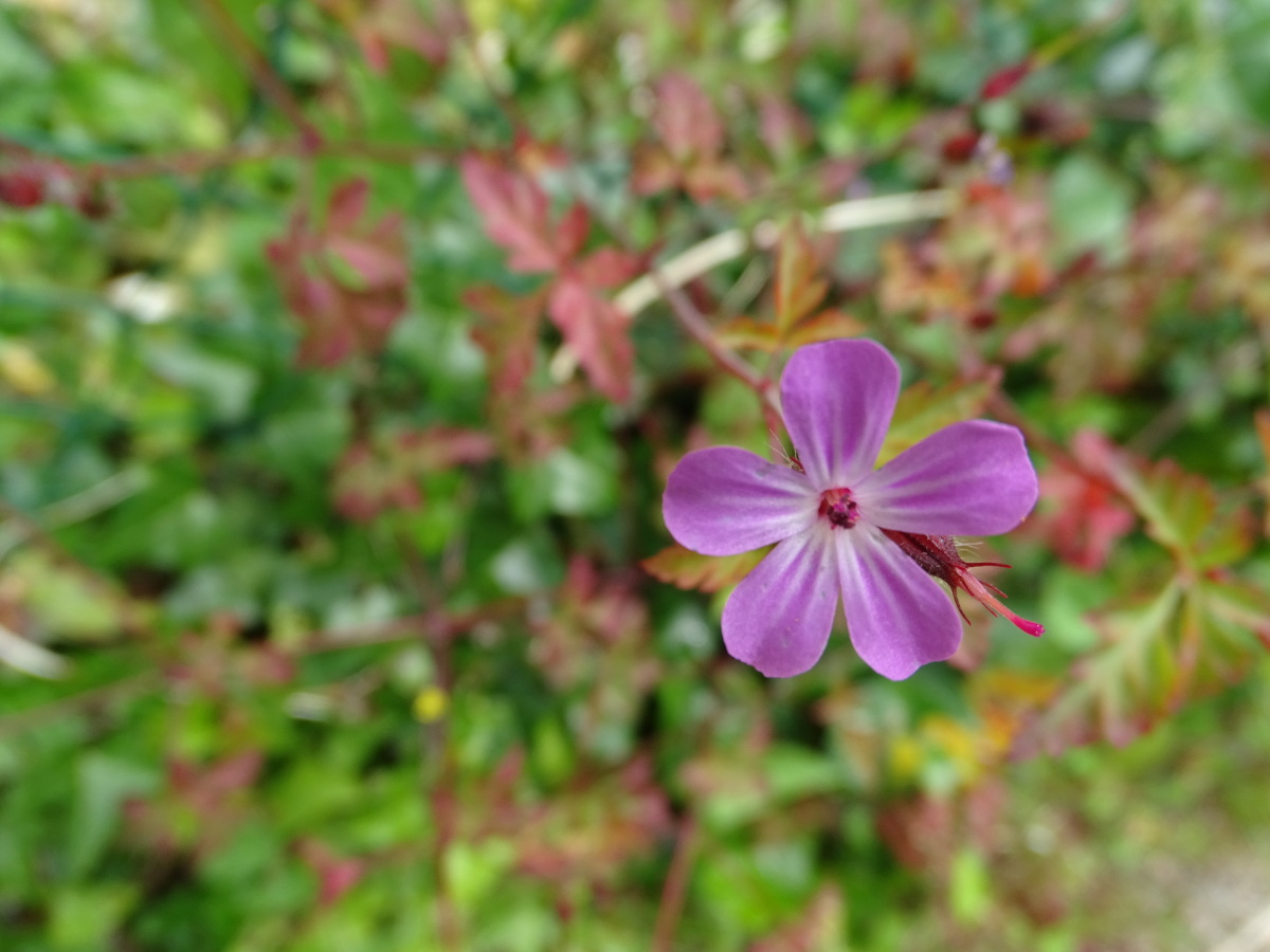 Diapositive Géranium Herbe à Robert (Geranium robertianum).jpeg 