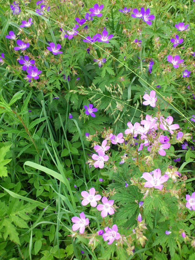 Diapositive Géranium des forêts.jpeg 