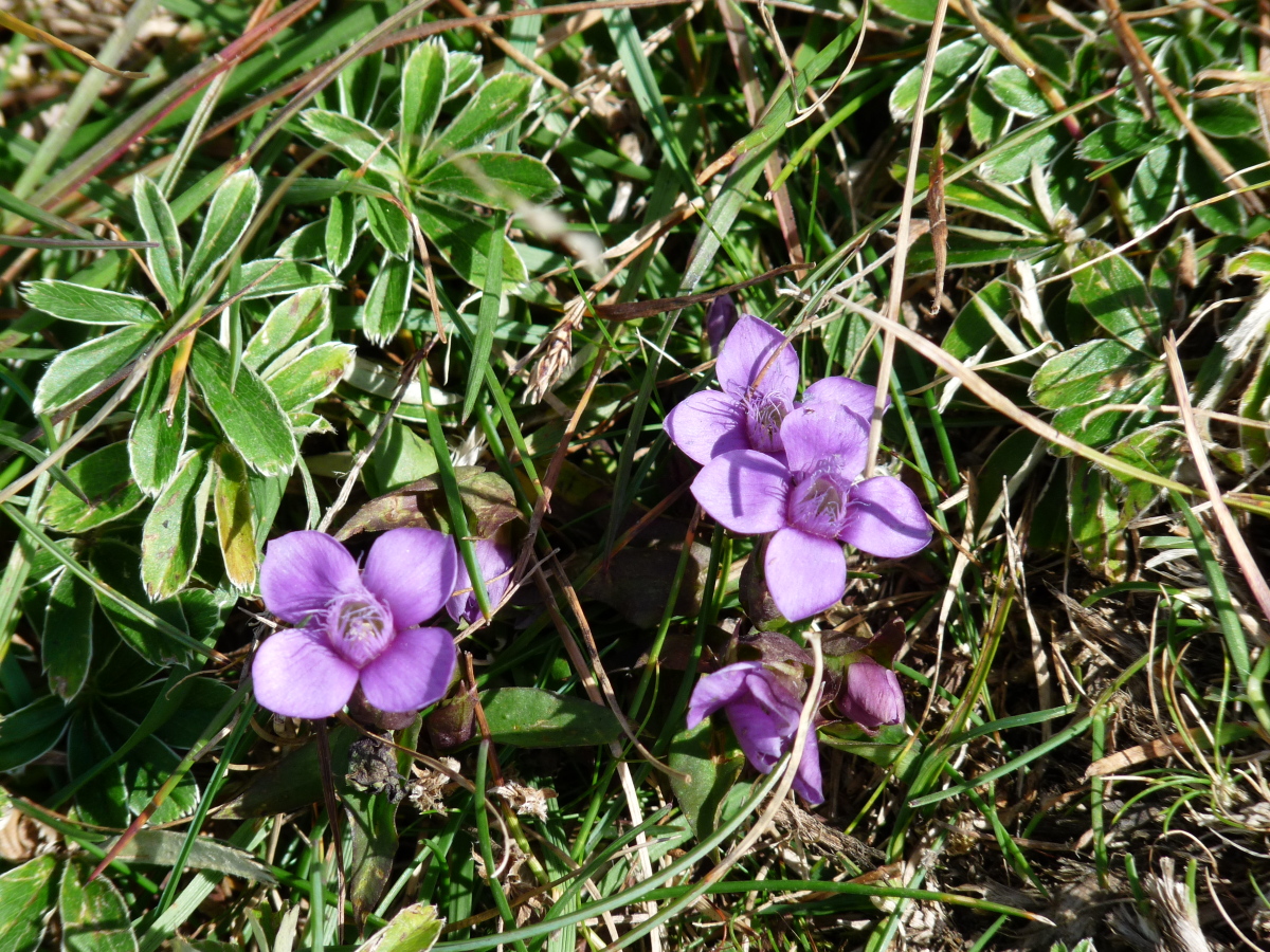 Diapositive Gentiane champetre (Gentianella campestris) (2).jpeg 