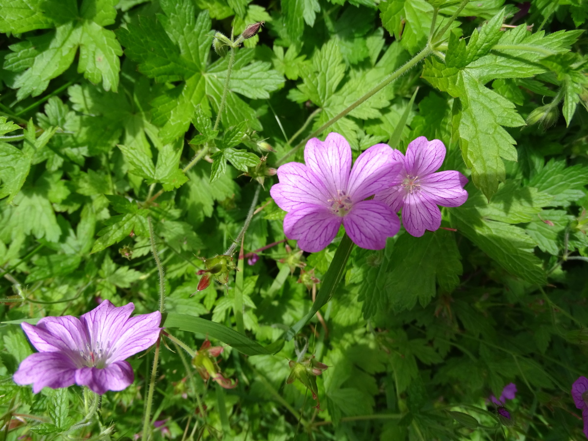 Diapositive Geranium annuel bec de grue.jpeg 