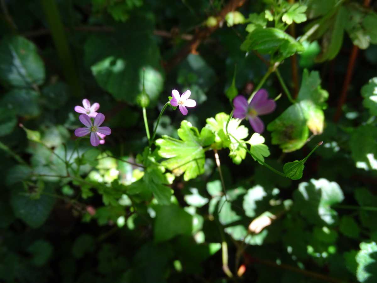 Diapositive Geranium mou (Geranium molle).jpeg 