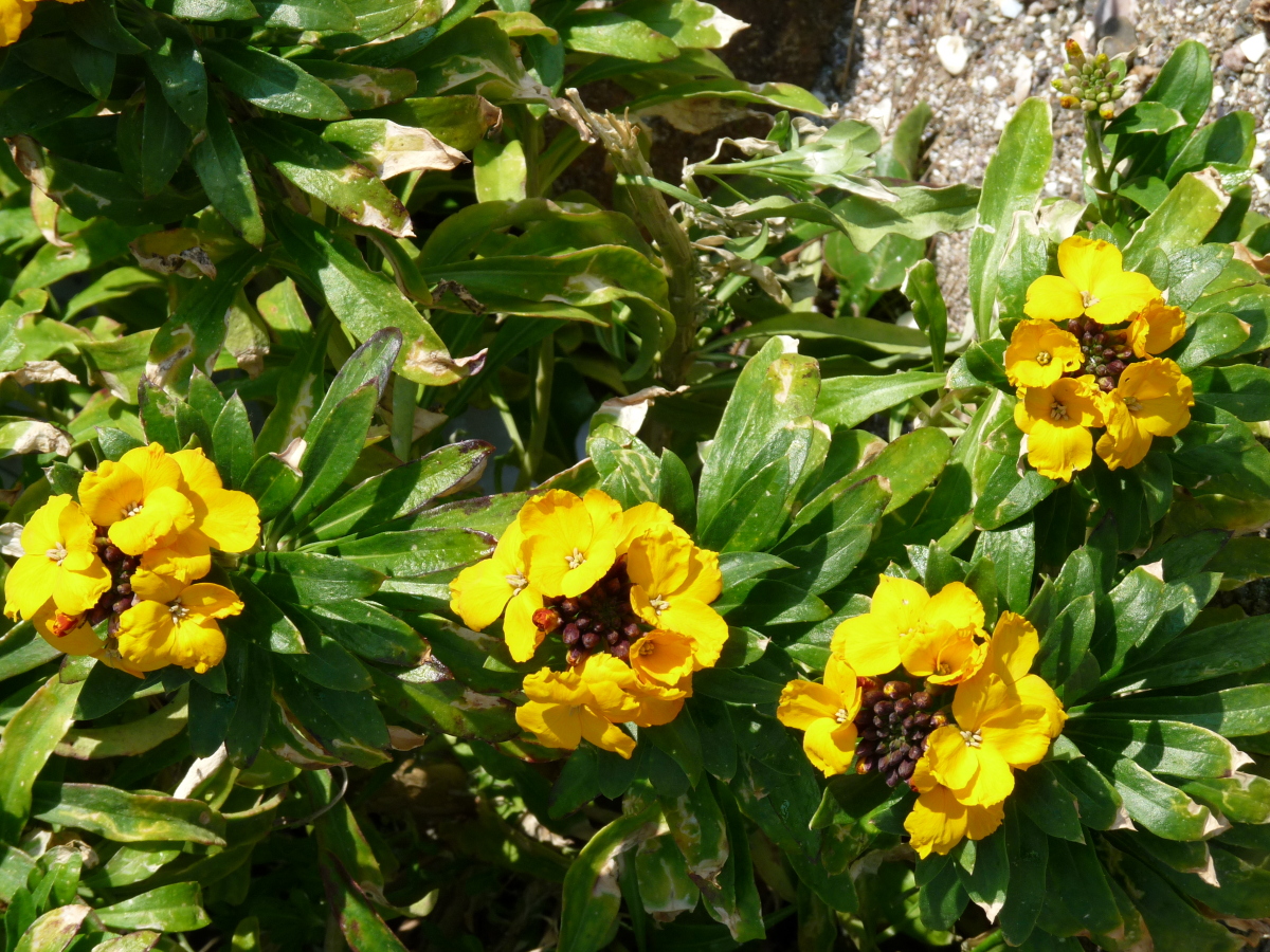 Diapositive Giroflée des murailles (Erysimum cheiri).jpeg 