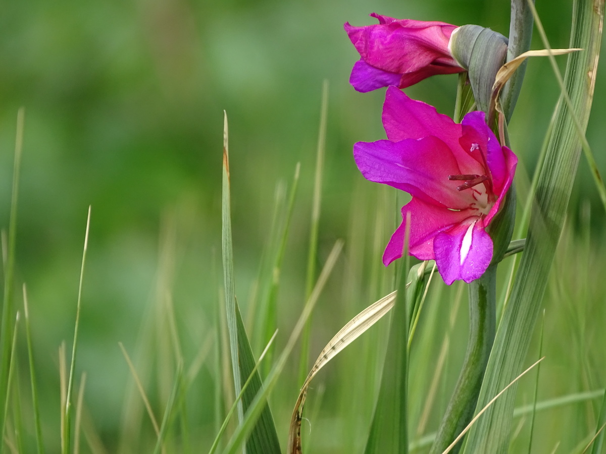 Diapositive Glaieul des marais (Gladiolus palustris).jpeg 