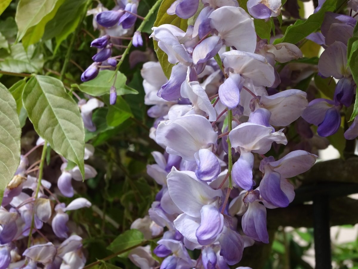 Diapositive Glycine (Wisteria) (2).jpeg 