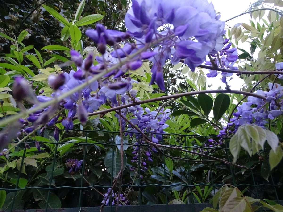 Diapositive Glycine (Wisteria).jpeg 