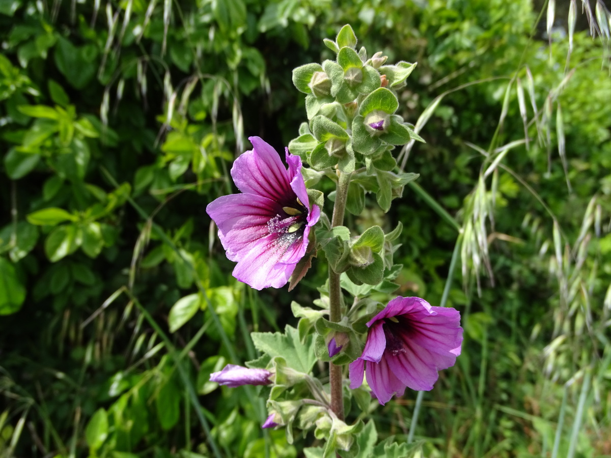 Diapositive Grande Mauve (Malva sylvestris).jpeg 