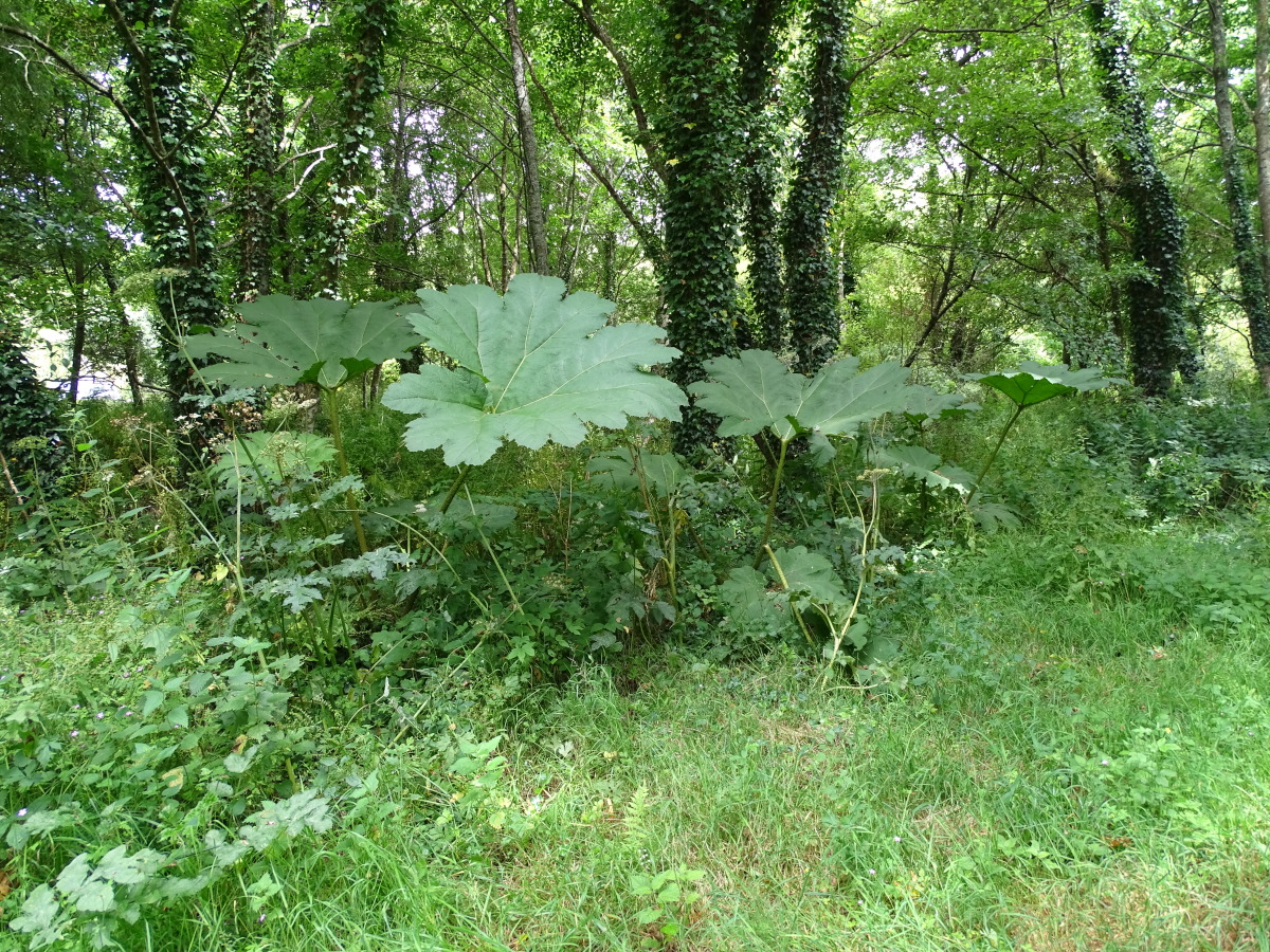 Diapositive Gunnère du Brésil, Rhubarbe géante du Brésil (Gunnera manicata) (1).jpeg 