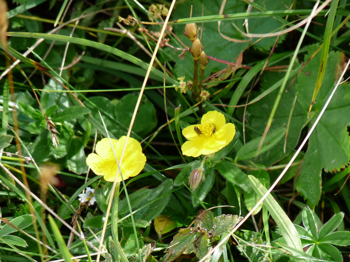 Diapositive Heliantheme commun (Helianthenum nummularium).jpeg 