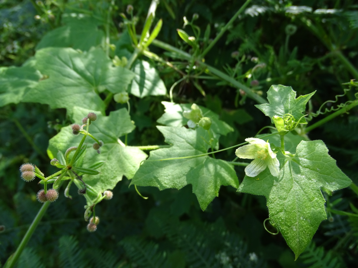 Diapositive Houblon grimpant (Humulus lupulus).jpeg 