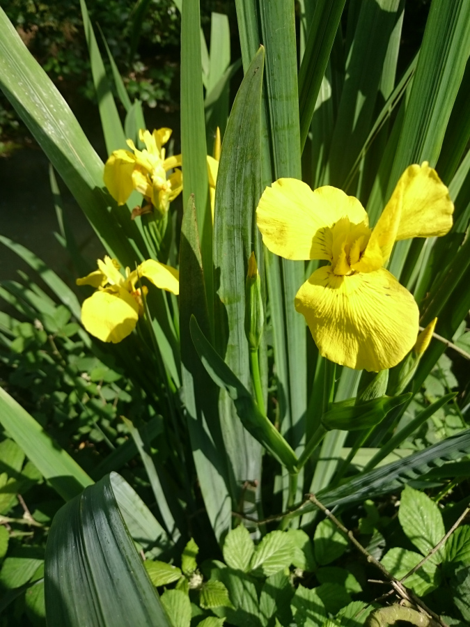 Diapositive Iris des marais, Iris faux acore (Iris pseudacorus) (1).jpeg 