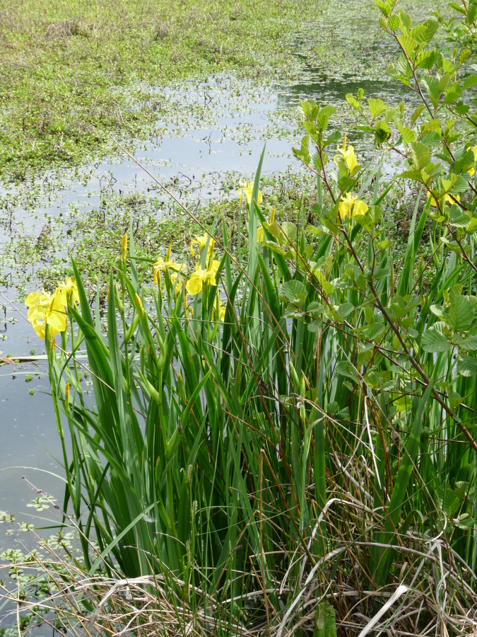 Diapositive Iris des marais, Iris faux acore (Iris pseudacorus) (2).jpeg 