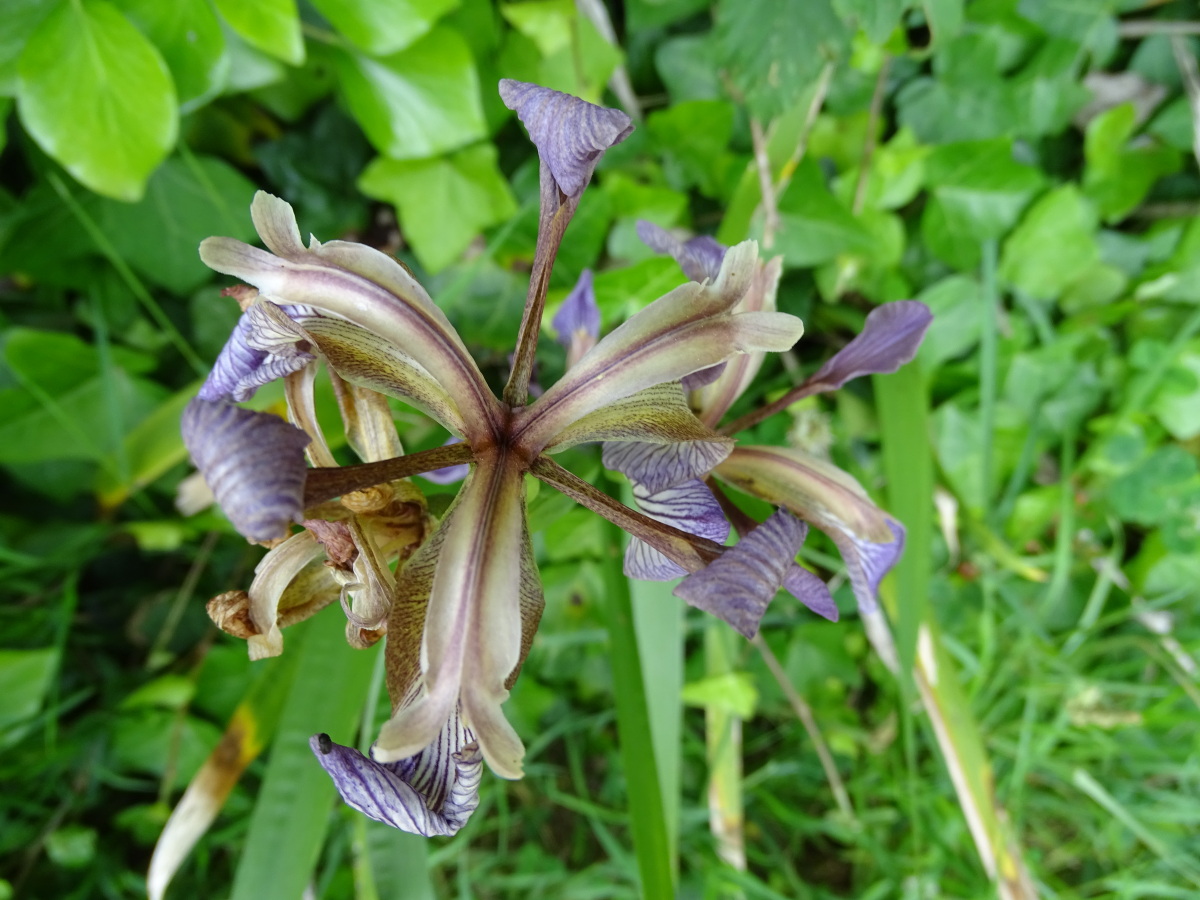 Diapositive Iris fetide (Iris foetidissima) (1).jpeg 