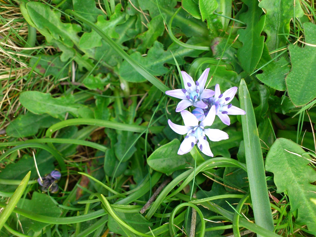 Diapositive Jacinthe des Pyrénées.jpeg 