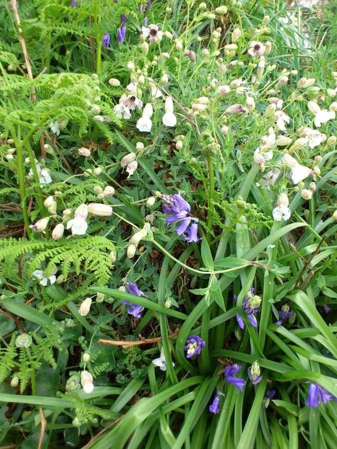 Diapositive Jacinthe des bois et Silène.jpeg 