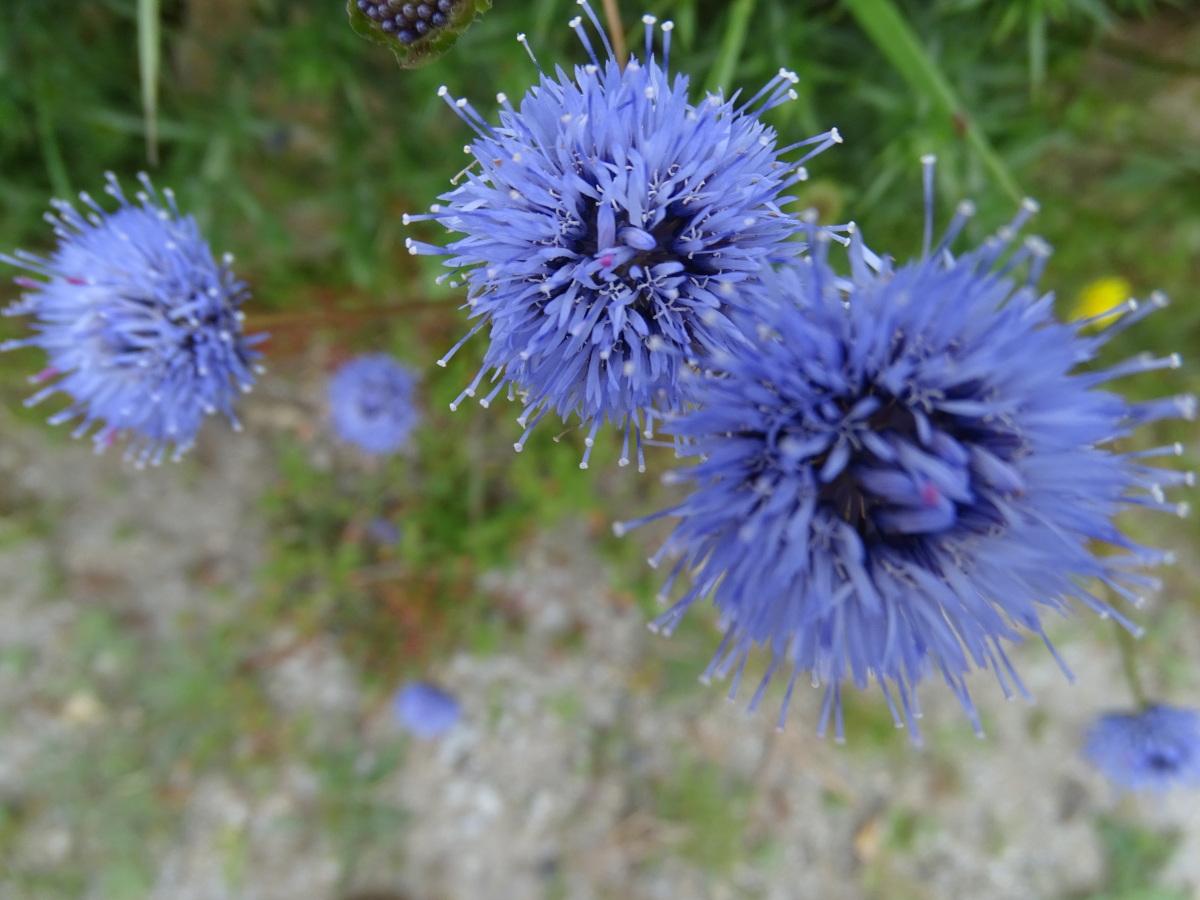 Diapositive Jasione des montagnes - (Jasione montana).jpeg 