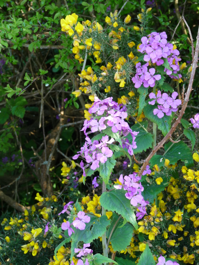 Diapositive Julienne des dames (Hesperis matronalis).jpeg 