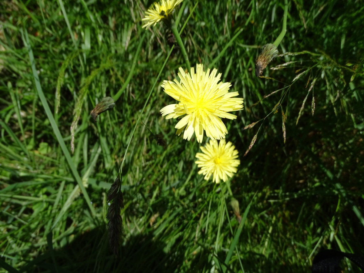 Diapositive Laiteron délicat (Sonchus tenerrimus L.).jpeg 