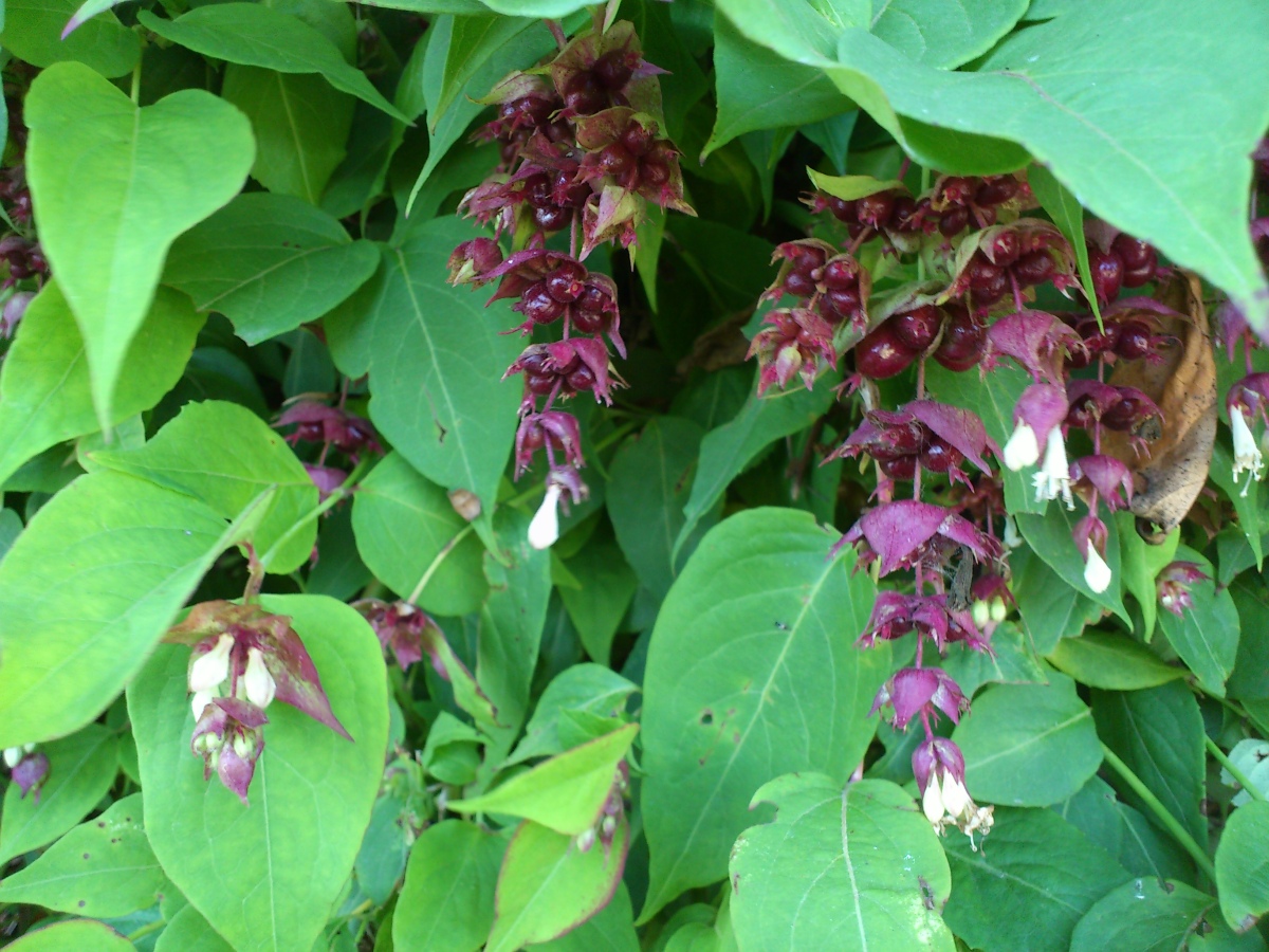 Diapositive Leycesteria formosa - Arbre aux faisans (1).jpeg 