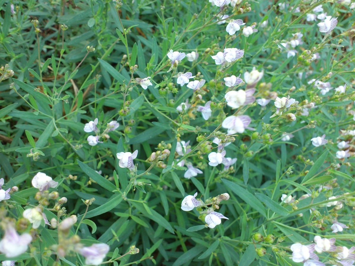 Diapositive Linaire rampante, Linaire striée (Linaria repens) (1).jpeg 